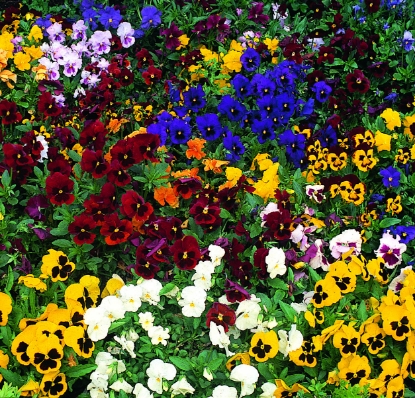 Picture of Pansy - Winter Flowering Special Mix